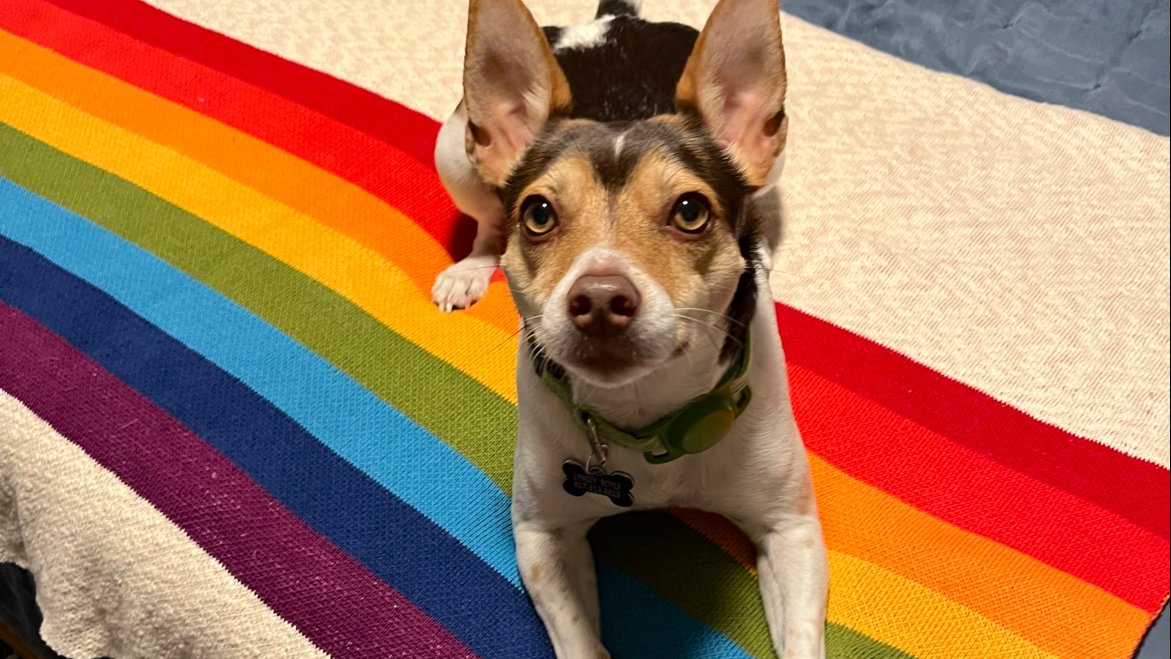 The Smiling Dog - Photo 2