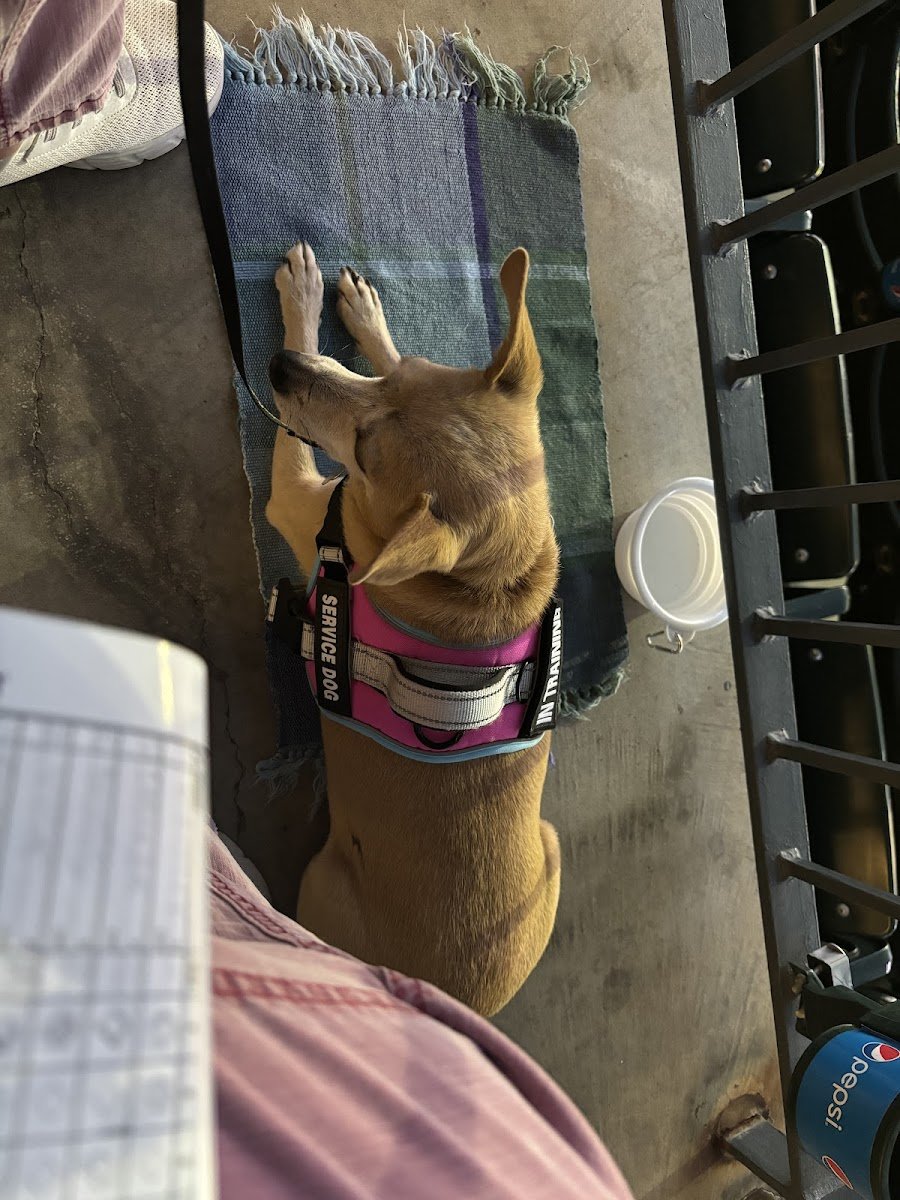 Total Dog - Photo 2