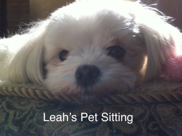 LEAH'S PET SITTING - Photo 2