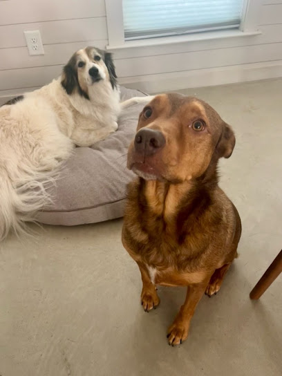 Little Sidekick Pet Care