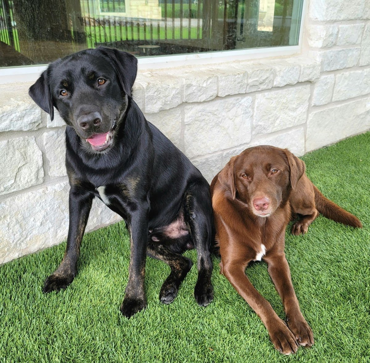 Chico & Chums Pet Sitting - Photo 2