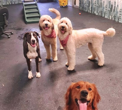 Upper Paw Urban Pet Resort