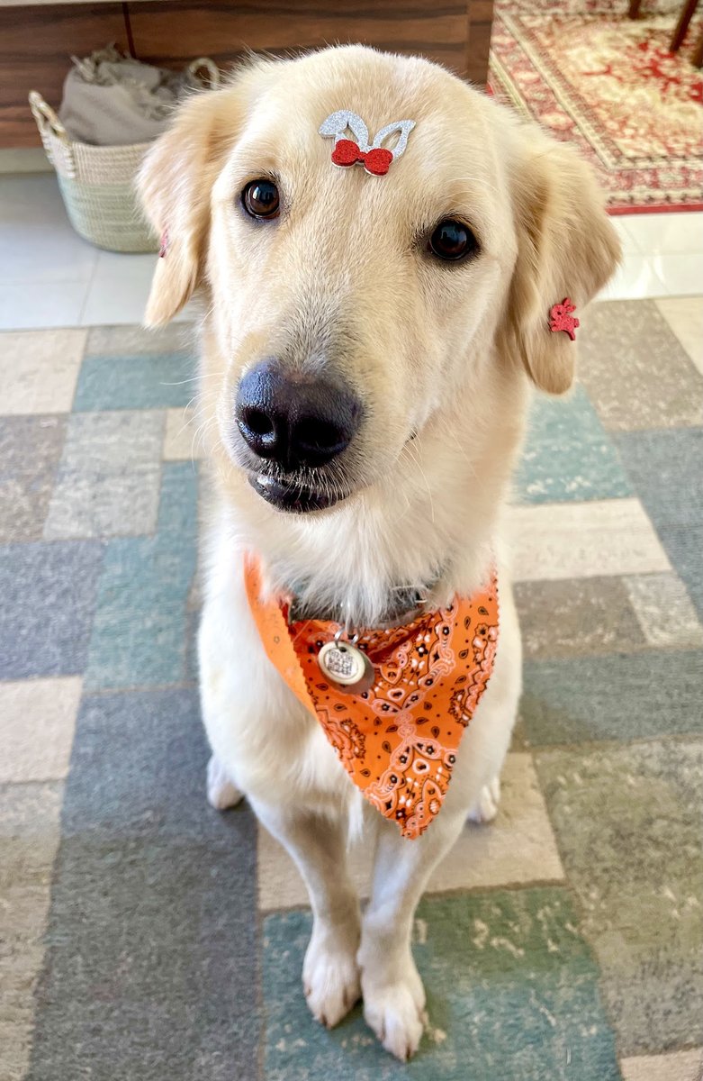 Polisul Clínica Veterinária e Leilões