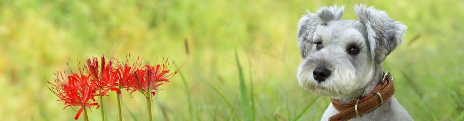 Critter Sitter Austin