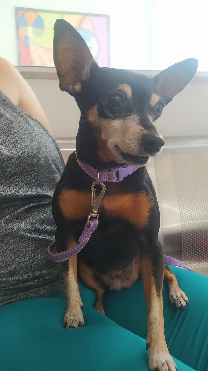 Dr Quina - Centro de Especialidades Veterinarias - Pet Shop em Campos dos Goitacazes