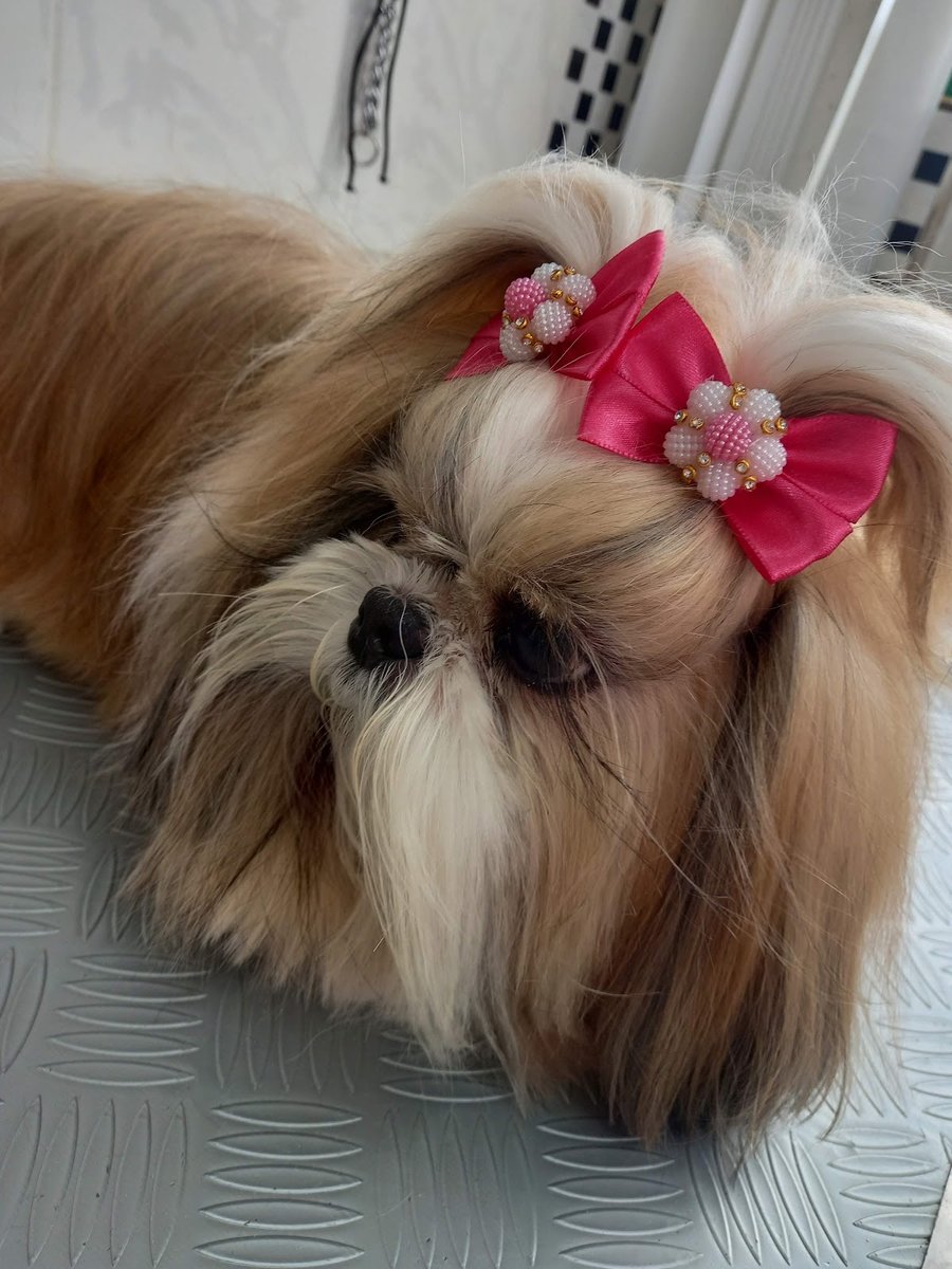 Pet Stop Banho e Tosa