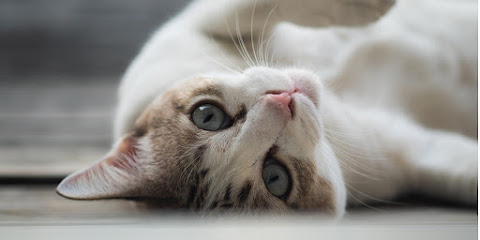 Oliver Animal Hospital