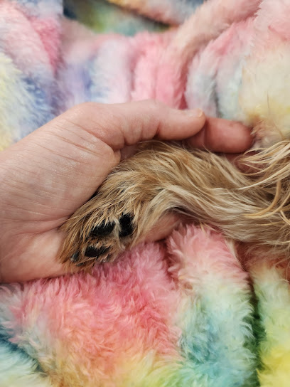 Polly Tails Home Euthanasia