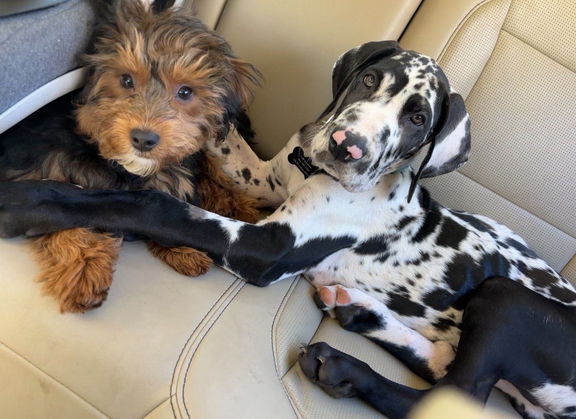 Roscoe’s Pet Sitting LLC - Photo 2