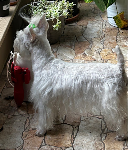 PetSmart Dog Training