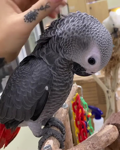 Buy African Grey Parrots