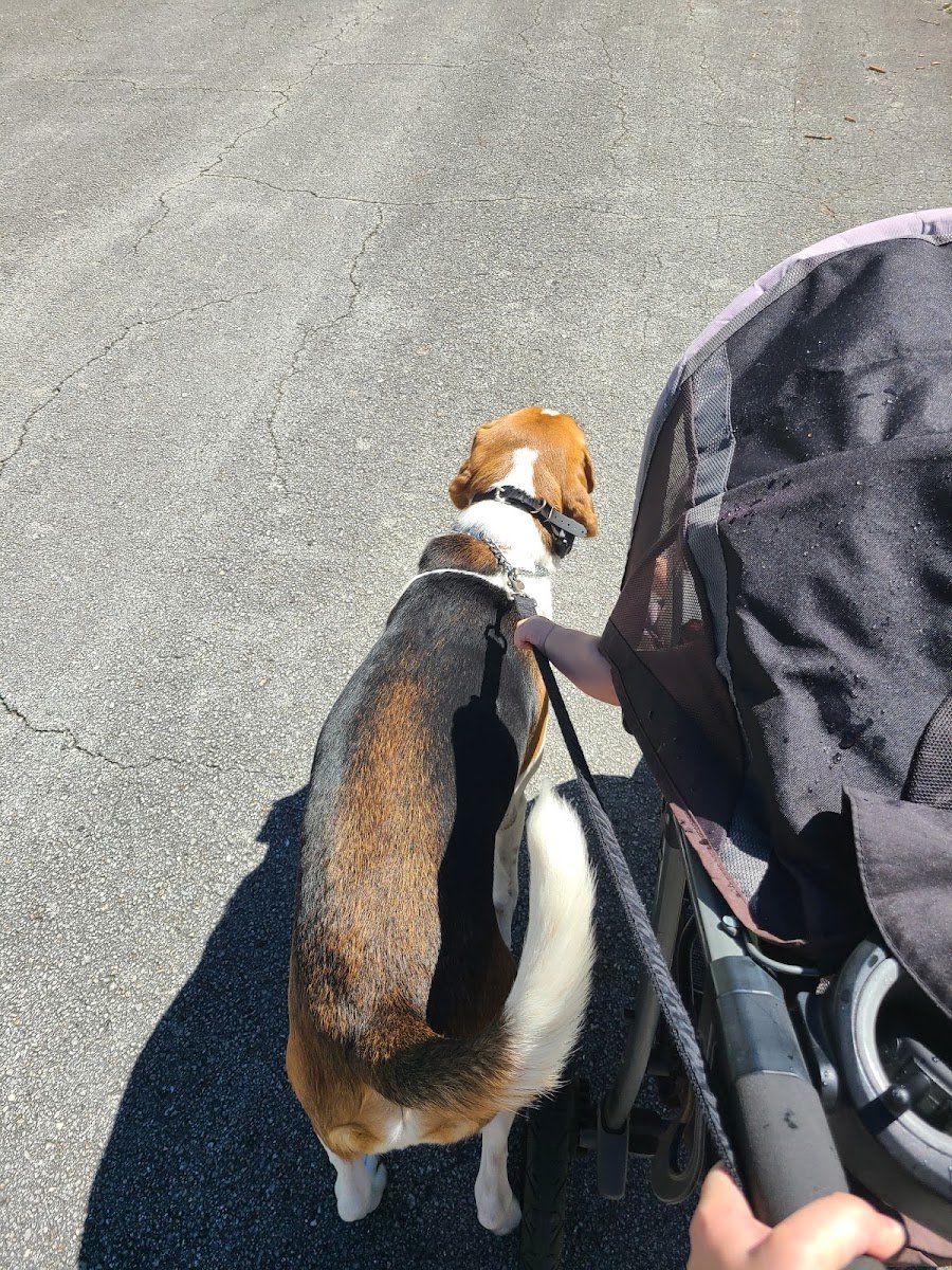 Total Control Canine - Photo 2