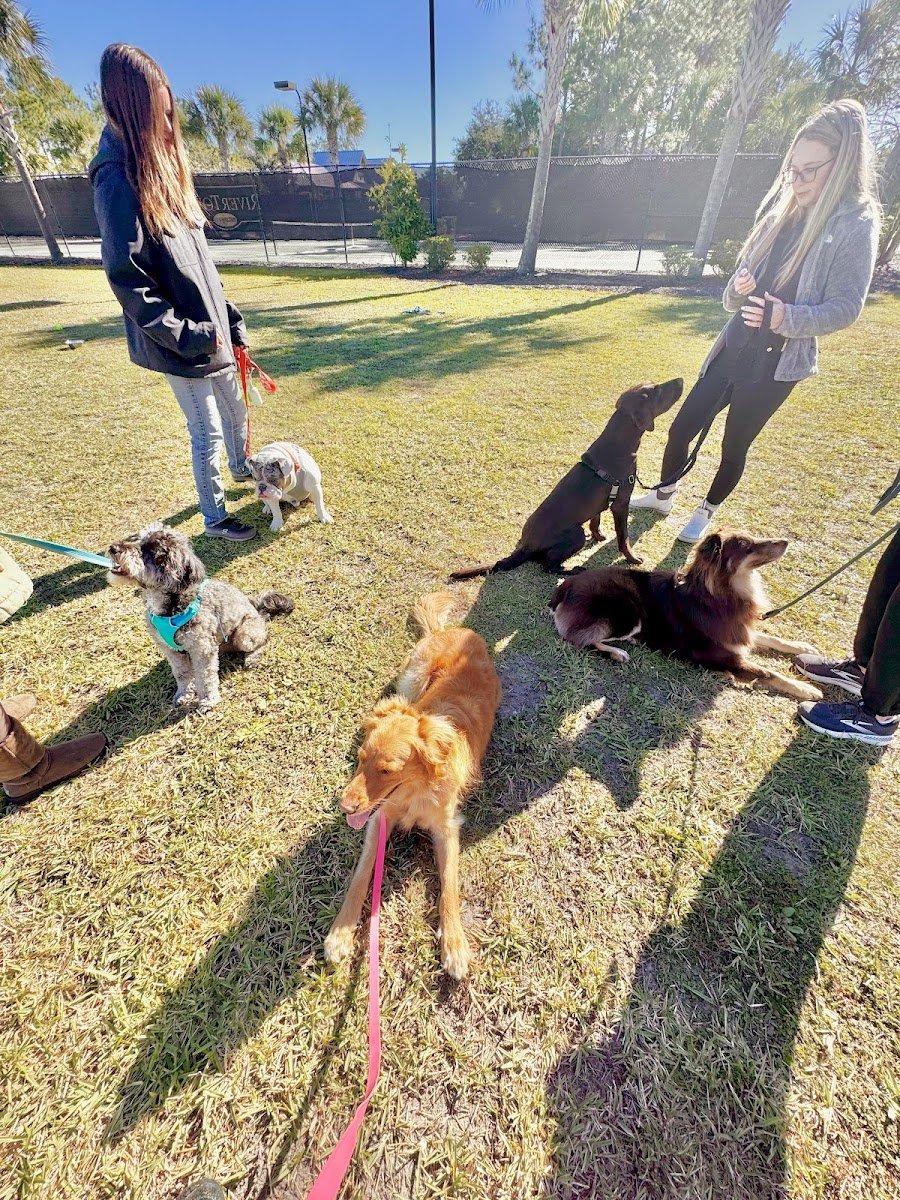 Bark to Bliss - Pawsitive Dog Training - Photo 2