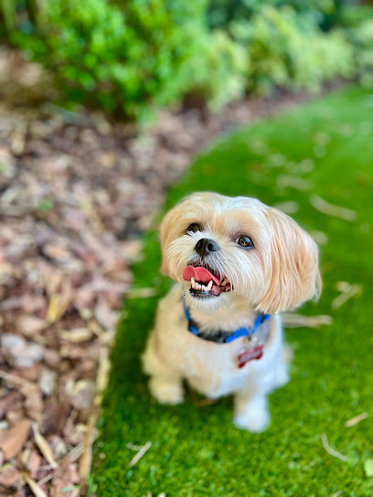 Ramblin Rovers Canine Behavior Services