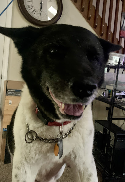 Akita Rescue Society of Florida