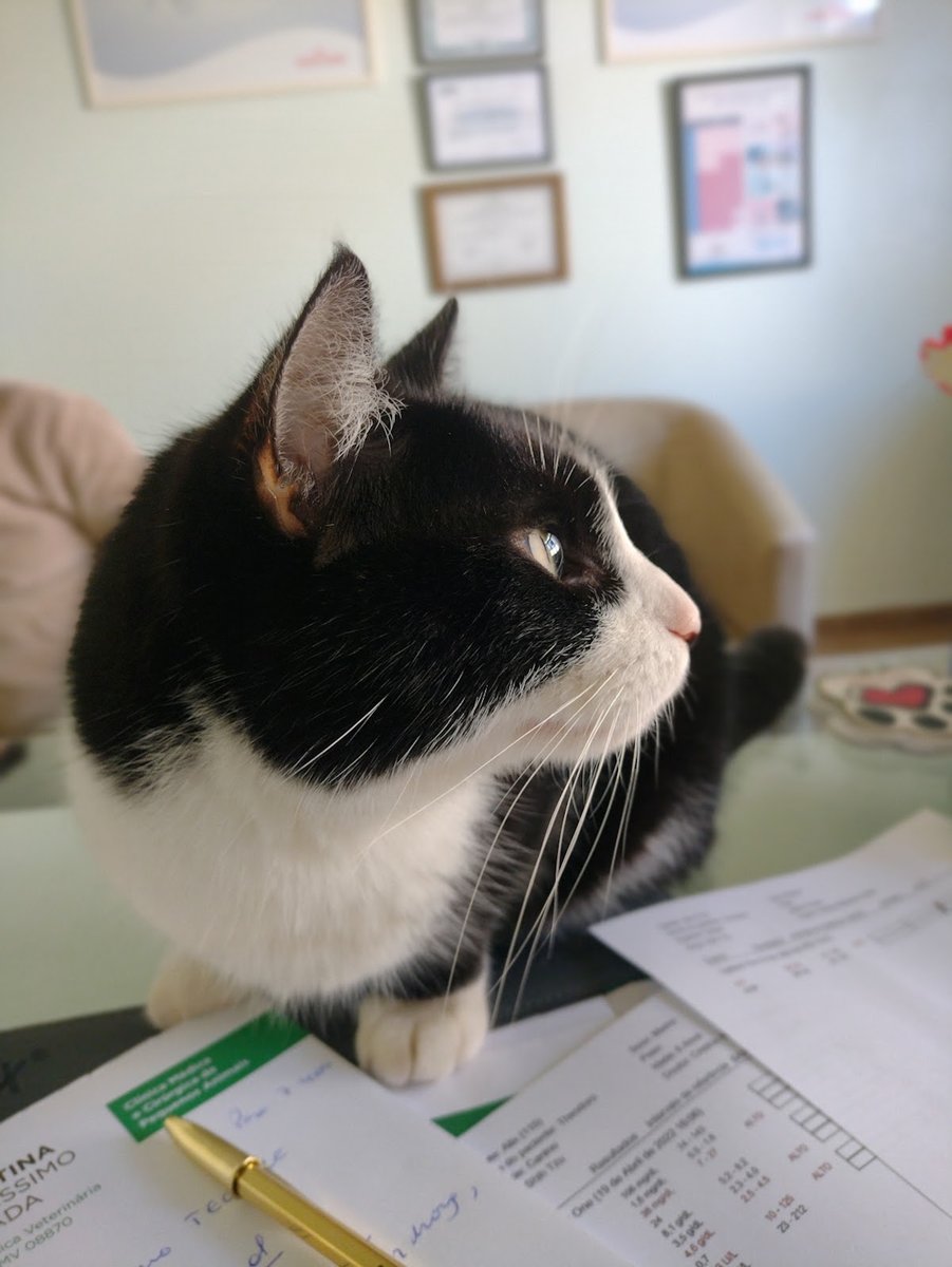 Clinica Veterinária Cristina Altíssimo Spada