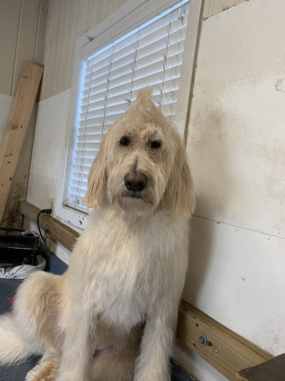 Caren's Grooming Salon - Pet Shop in Jacksonville