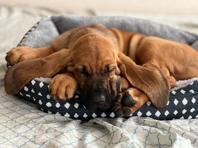 South Hills Animal Hospital