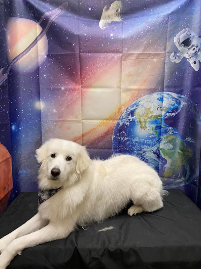 PetSmart Doggie Day Camp