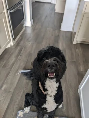 Snapper Pet Services