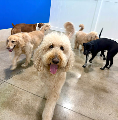 Hounds Town - North Fort Worth Alliance