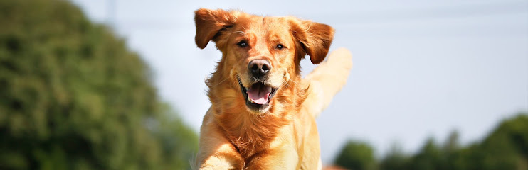 Dogs Unleashed Daycare