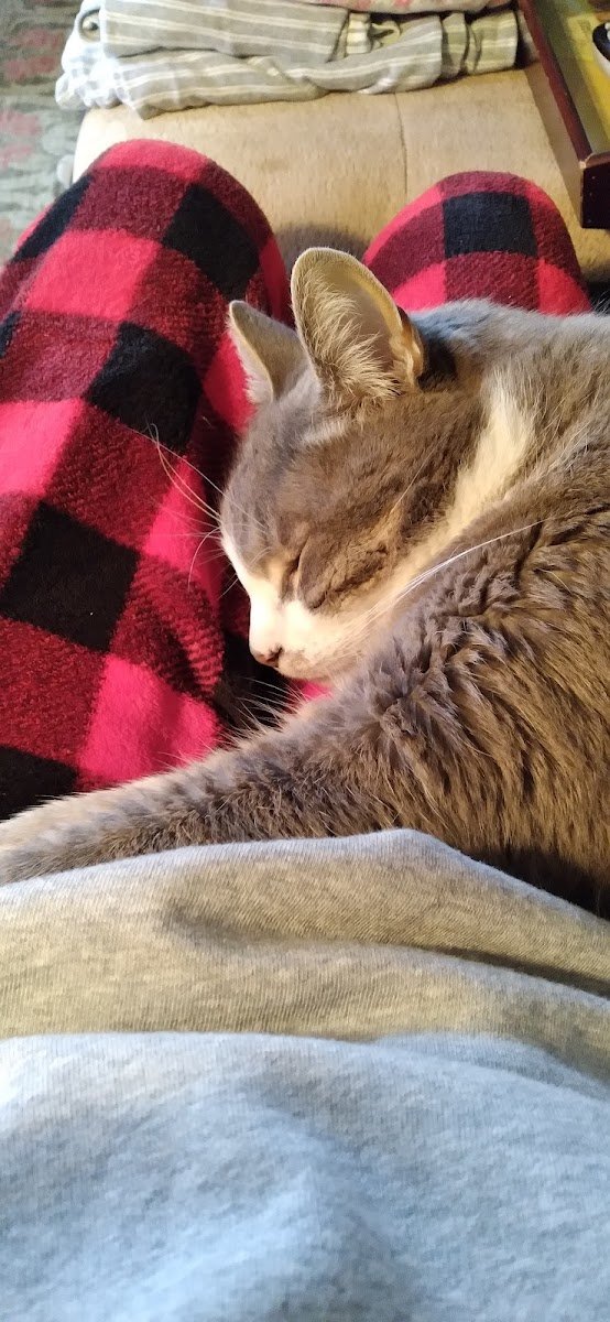 Pet Sitting 1 - Photo 2
