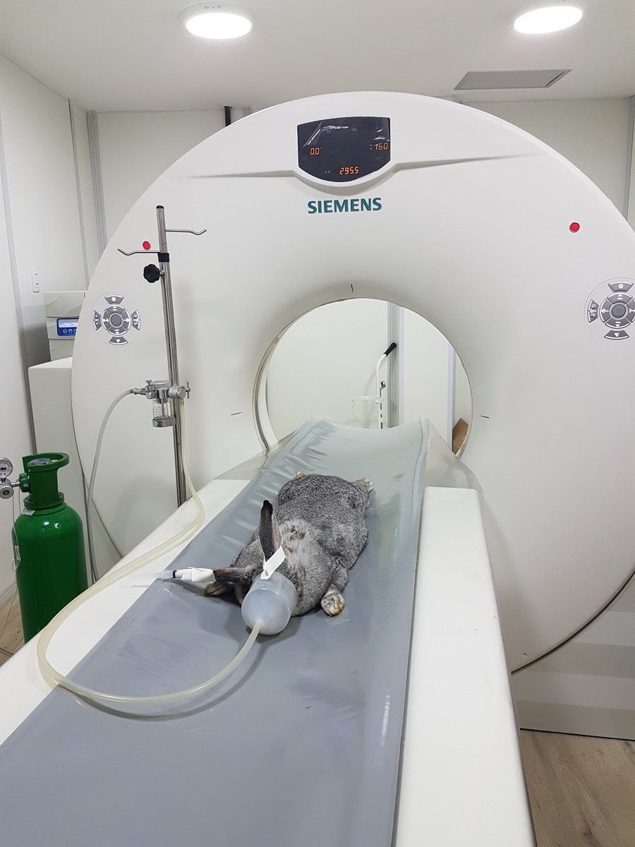 ITAVET Diagnóstico Veterinário - Petrópolis