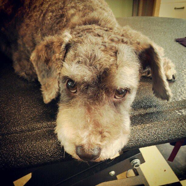 Furvana Mobile Grooming - Photo 2