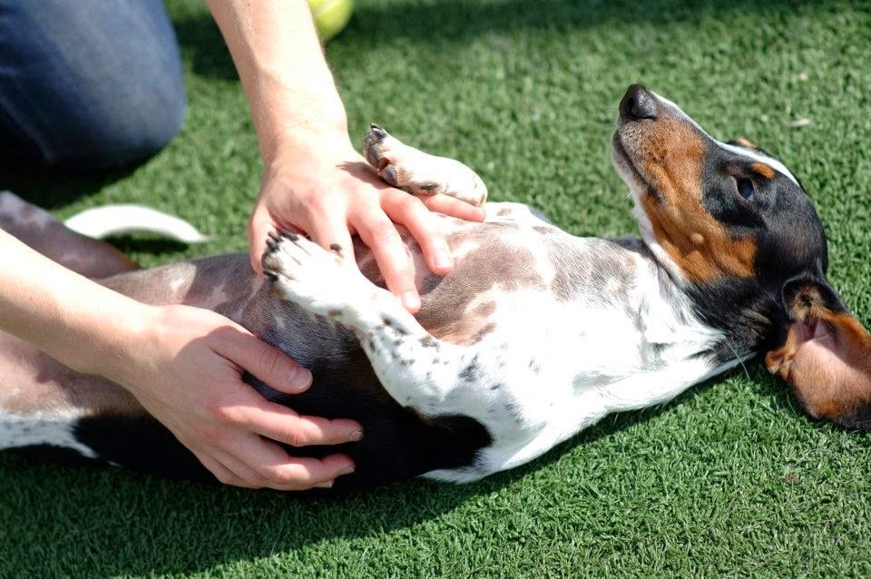Pet Palace - Columbus - Photo 2