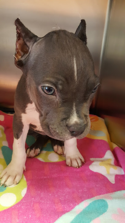 Driving Park at Flint Animal Hospital