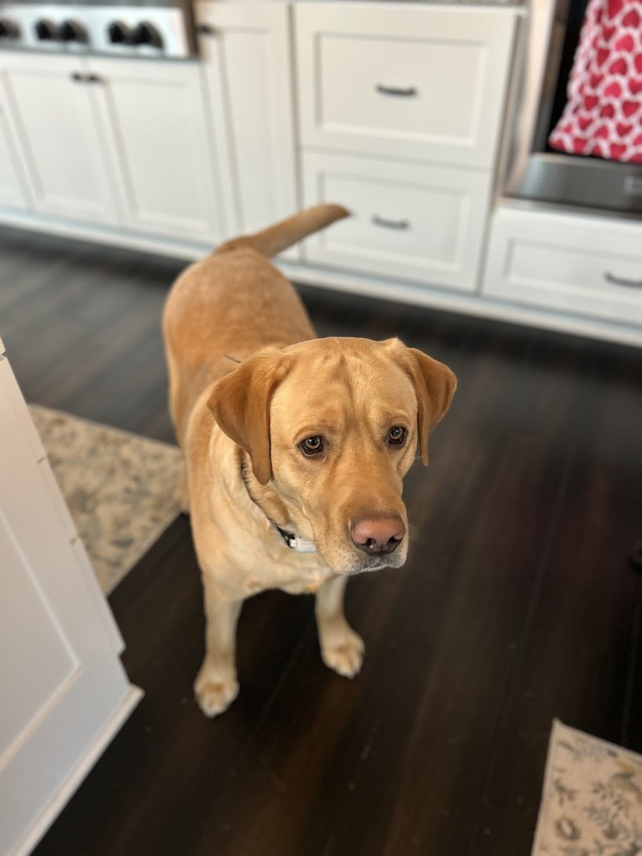 Pampered Pets and More, LLC - Photo 2