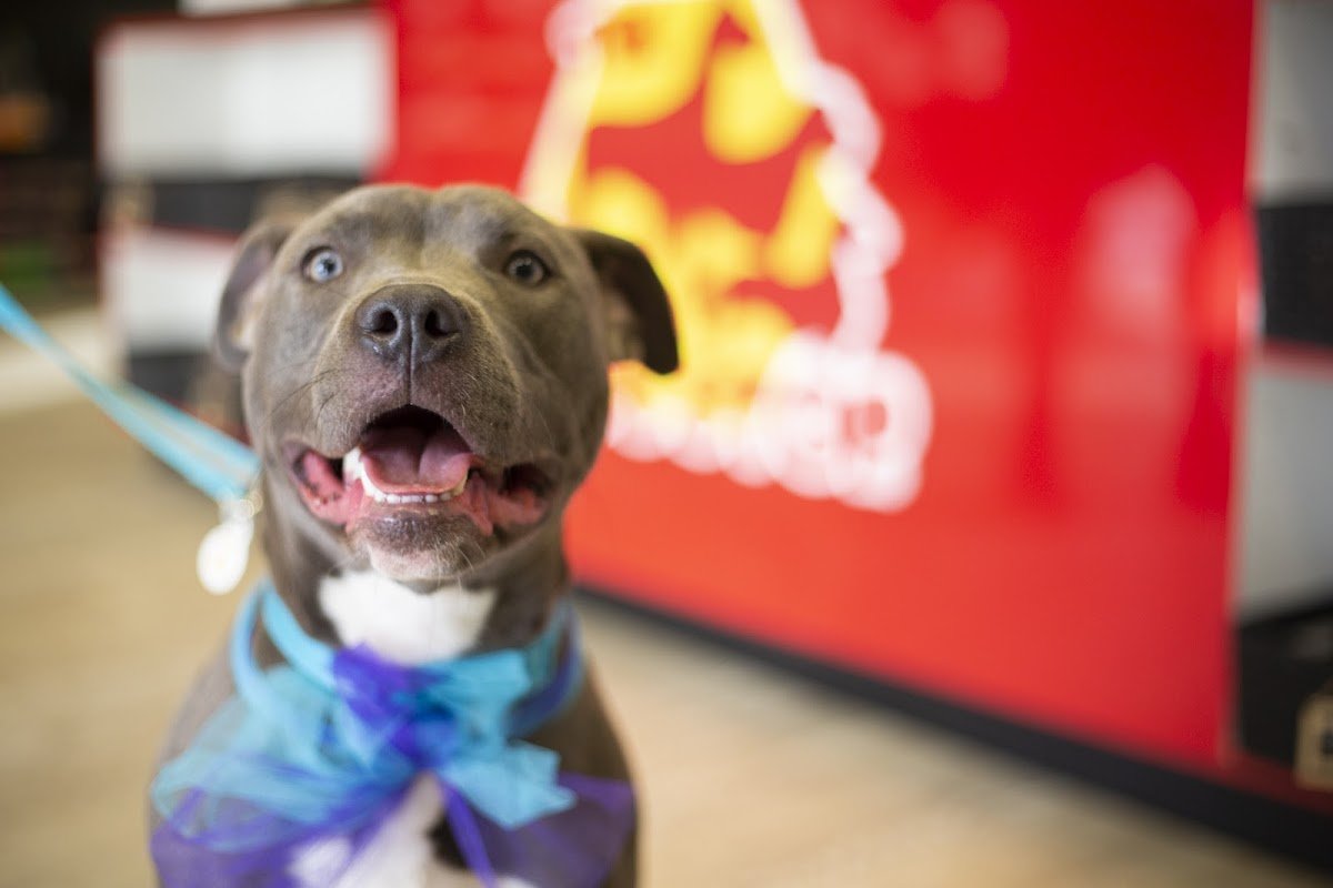 The Dog Stop - Franklinton - Photo 2
