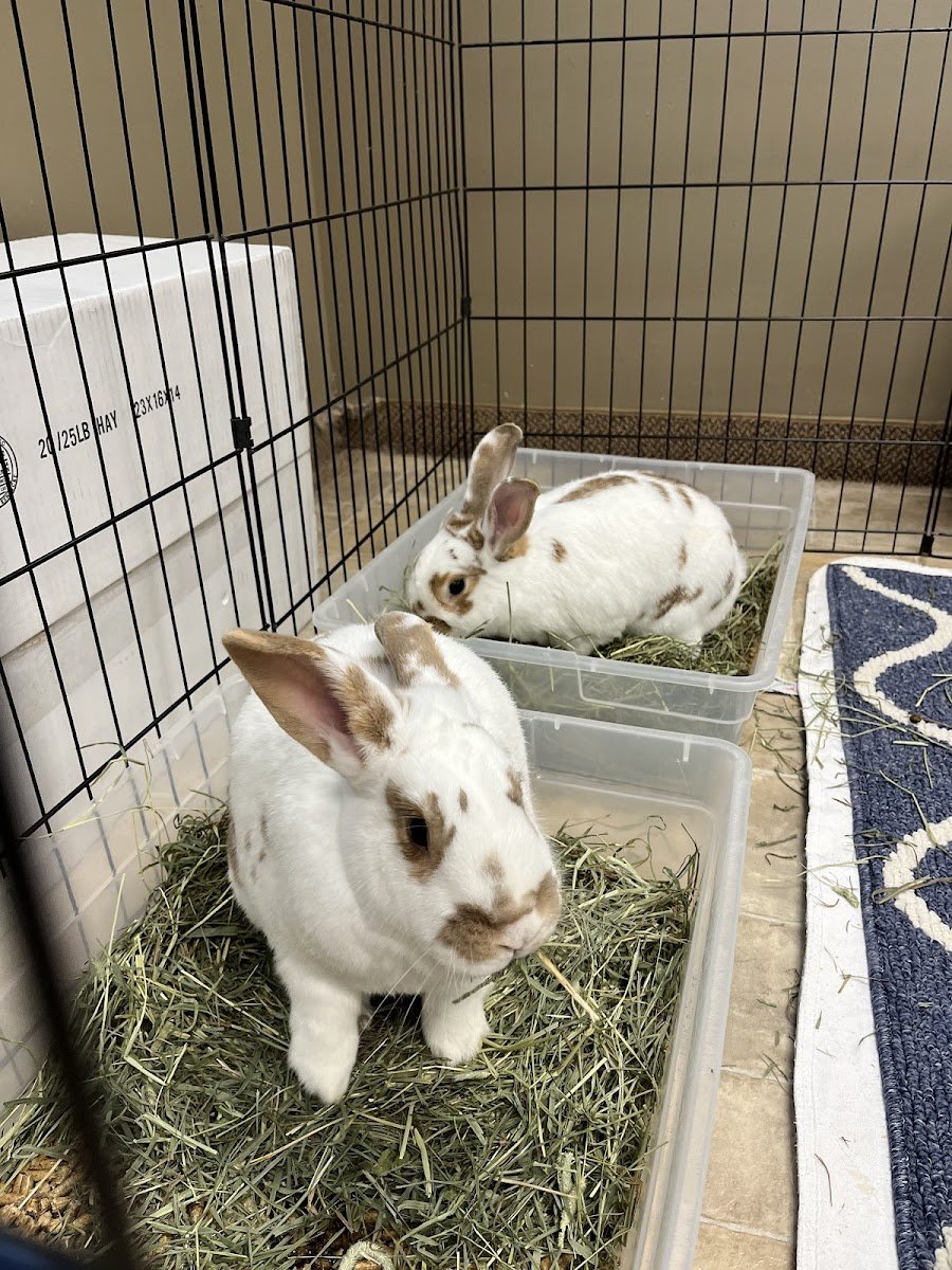 Ohio House Rabbit Rescue - Photo 2