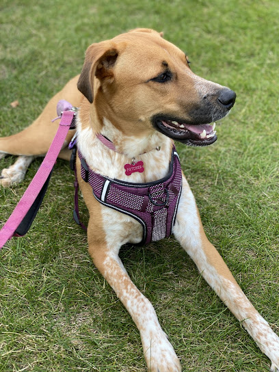 Cheryl's FurEver Family Pet Sitting