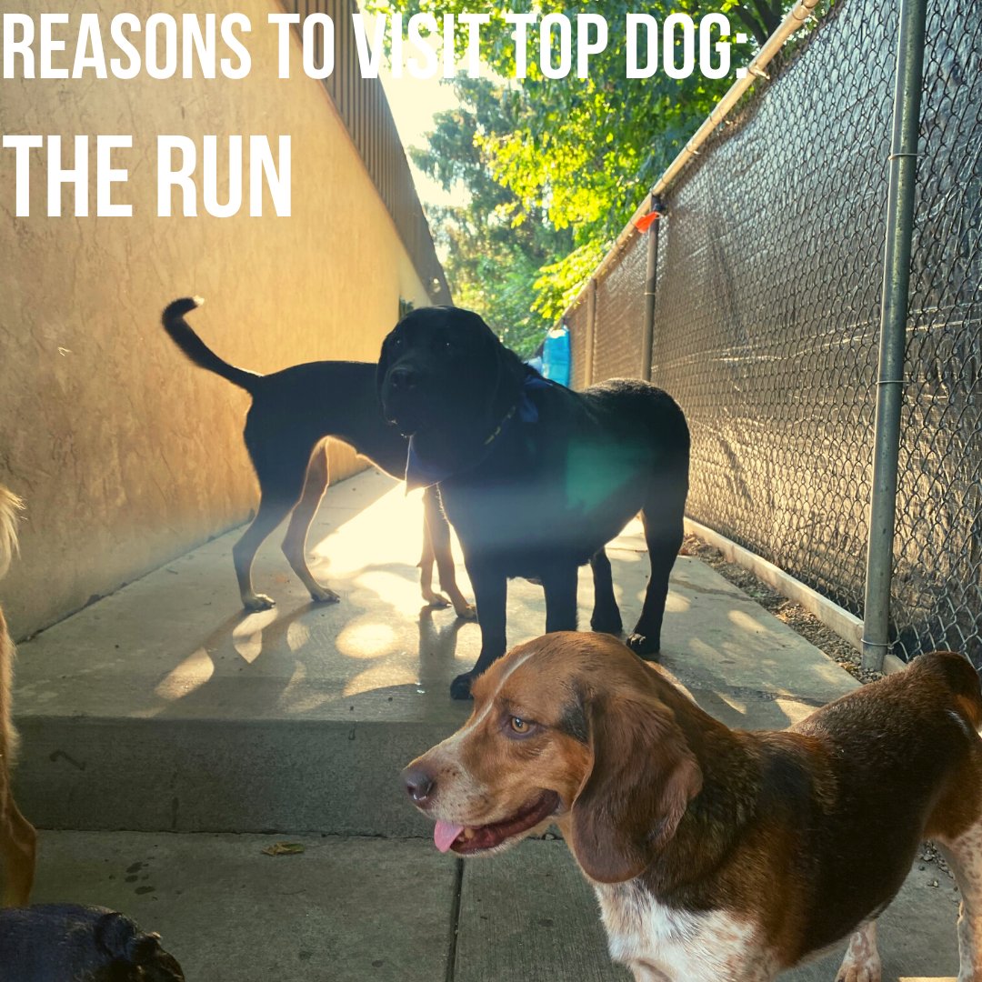 Boop Canine & Top Dog - Photo 2