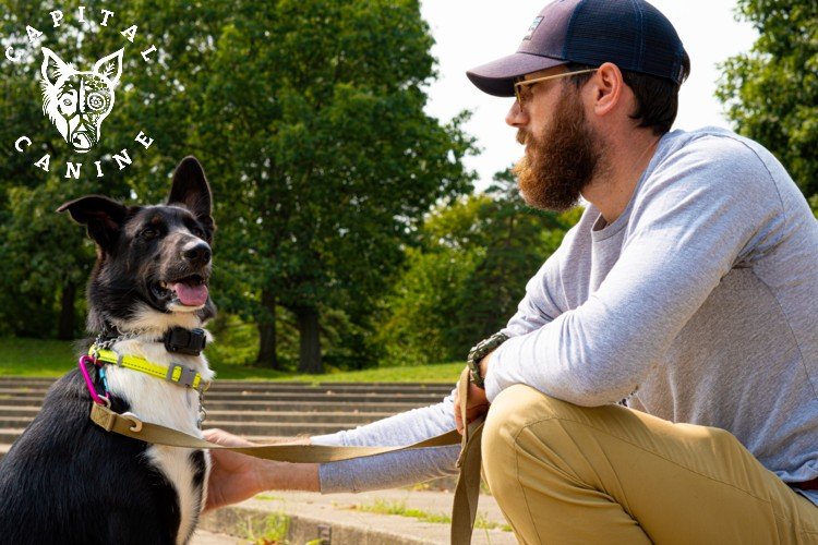 Capital Canine Dog Training - Photo 2