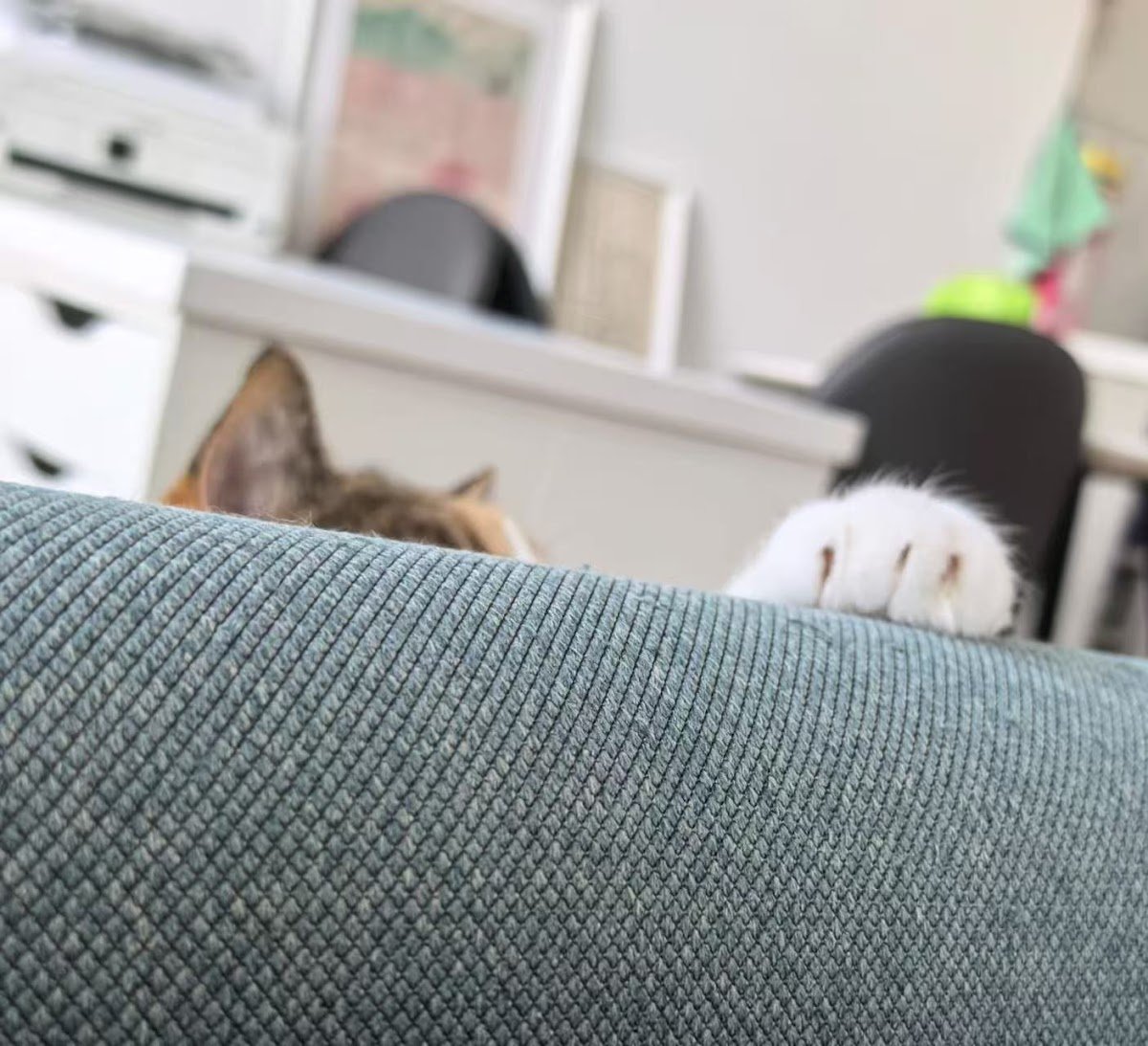 Paws & Purrs Cattery - Photo 2