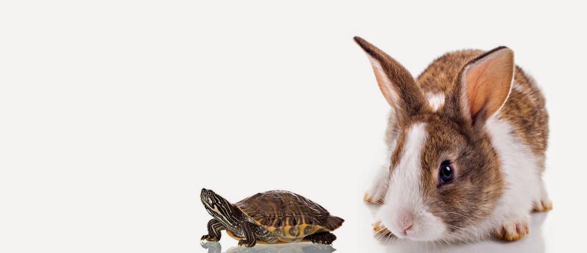 CVQT - Centro Veterinário Queté