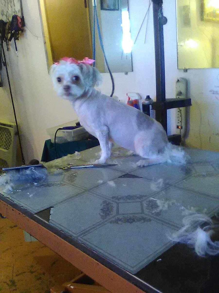 C&C Pet Services - Photo 2
