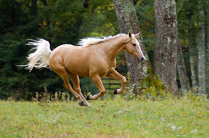 Yellowhorse Mobile Veterinary Service