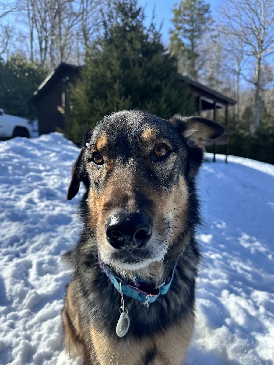MK Dog Training LLC - Photo 2