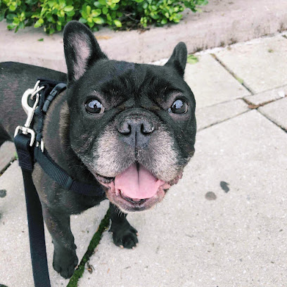 Swifto Dog Walking & Pet Sitting