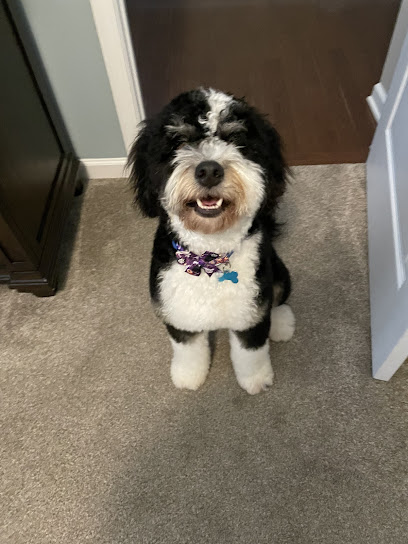 DOGLOGICS Training & Socialization