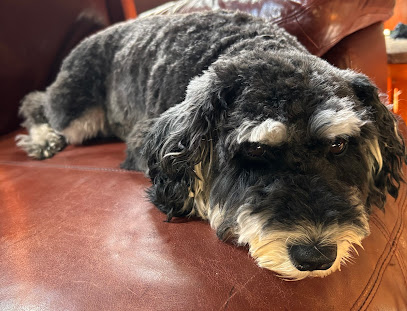 DapperTails Mobile Pet Grooming of York County