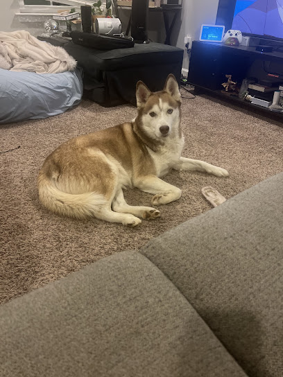 Tails of Success Dog Training