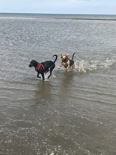 Lolly's Dog Walking & Daycare