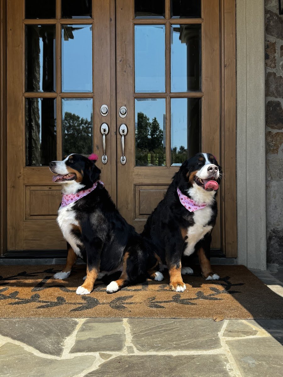 4 Paws Dog Groomer LLC - Photo 2