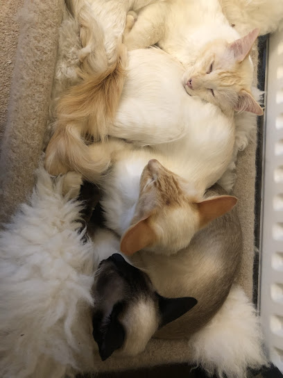 Kensington Cats