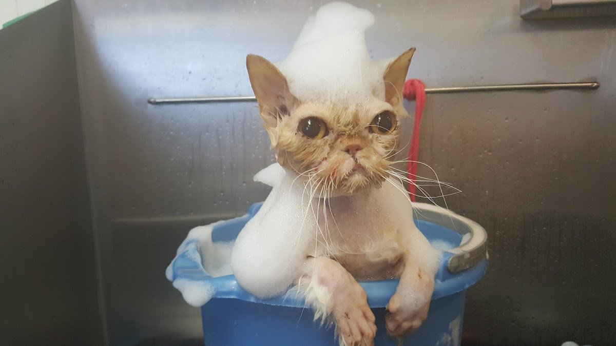 City Kitty Grooming - Photo 2
